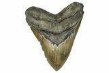 Serrated, Fossil Megalodon Tooth - North Carolina #370208-1